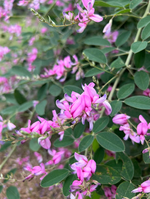 Sweet Pea Shrub or Polygala x dalmaisiana pint plant Southern Flower Garden Southern Flower Garden