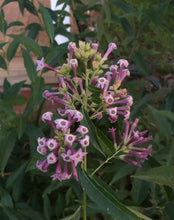 Load image into Gallery viewer,  Cestrum purple x Cretan Purple Rare Color Pint Plant Southern Flower Garden  Southern Flower Garden

