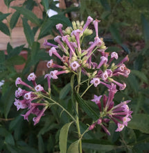 Load image into Gallery viewer,  Cestrum purple x Cretan Purple Rare Color Pint Plant Southern Flower Garden  Southern Flower Garden
