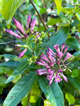 Load image into Gallery viewer, Cestrum purple x Cretan Purple Rare Color Quart Plant Southern Flower Garden  Southern Flower Garden
