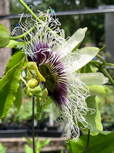 Load image into Gallery viewer, Passiflora edulis var flavicarpa Sweet Sunrise Southern Flower Garden  Southern Flower Garden
