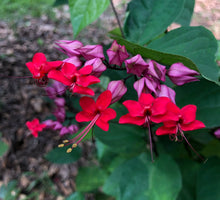 Load image into Gallery viewer, Red Bleeding Heart Vine Clerodendrum thomsoniae Pint Plant Southern Flower Garden  Southern Flower Garden
