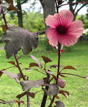 Load image into Gallery viewer, Red Shield Hibiscus acetosella Pint Plant Southern Flower Garden  Southern Flower Garden
