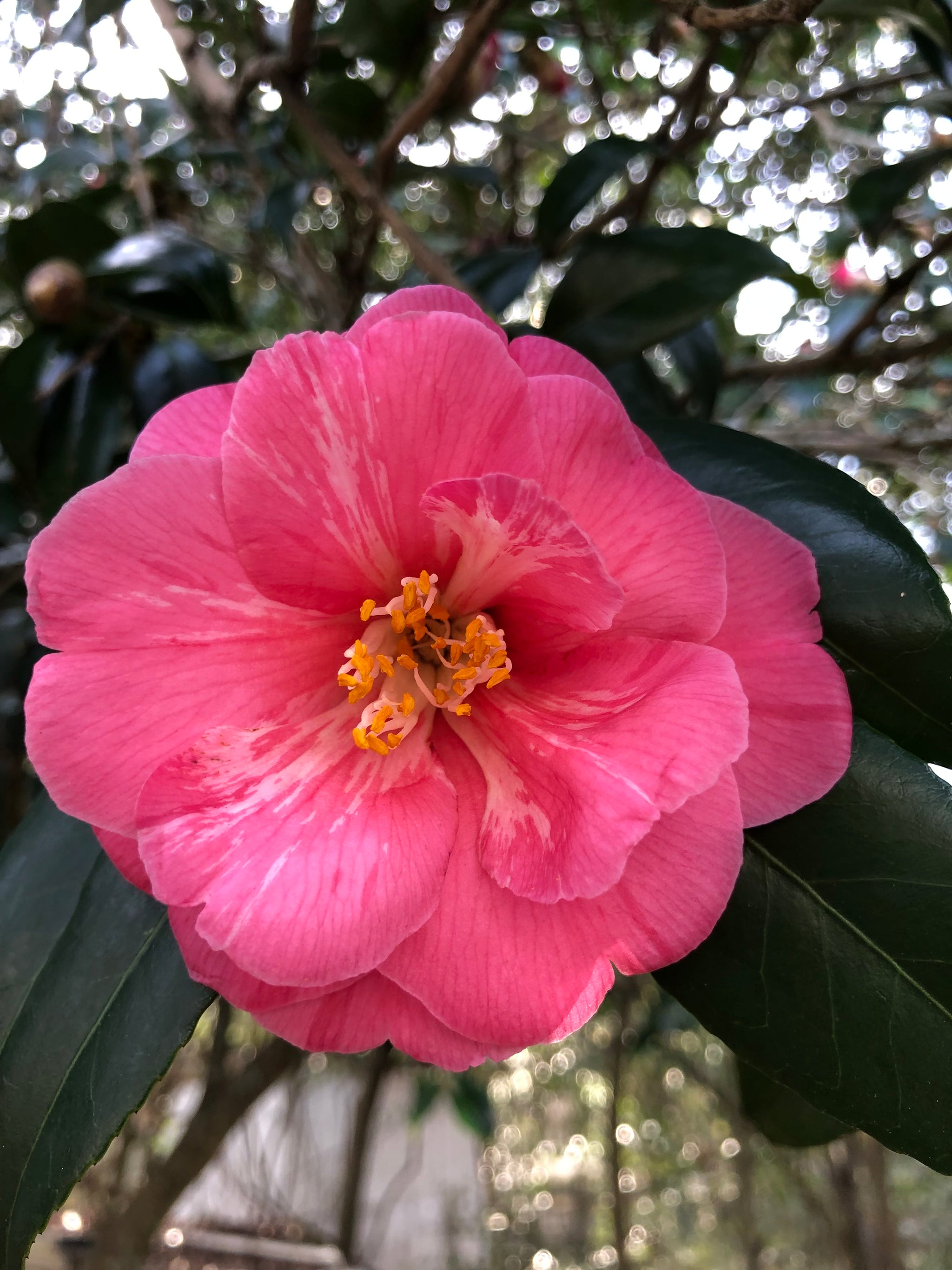 Camellia japonica 'Reverend John Bennett' plant