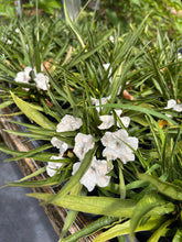 Load image into Gallery viewer, 'Katie's Dwarf White' Mexican Petunia pint plant Southern Flower Garden  Southern Flower Garden
