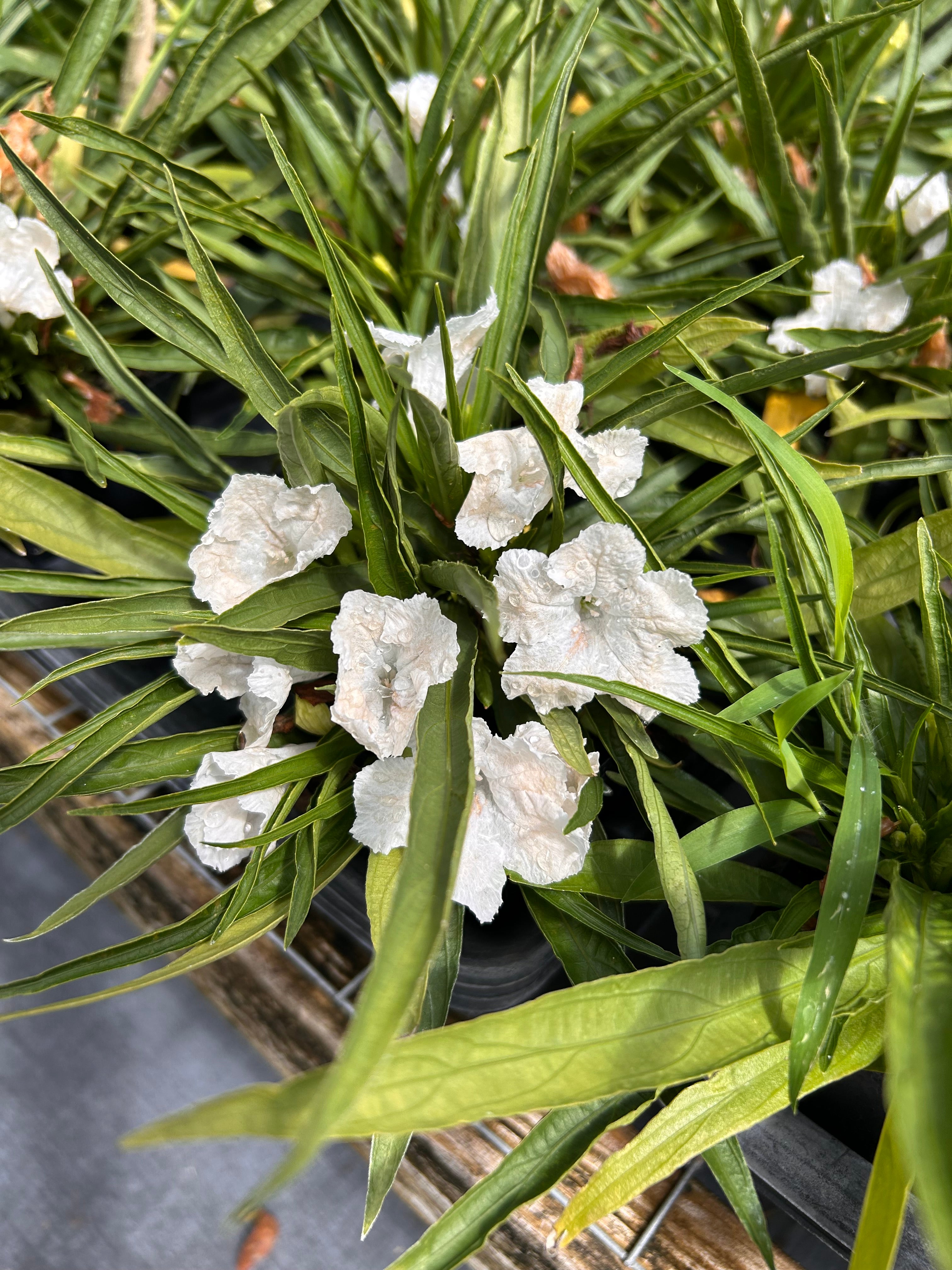 Ruellia simplex Katie's Dwarf White Mexican Petunia pint plant ...