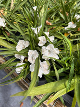 Load image into Gallery viewer, 'Katie's Dwarf White' Mexican Petunia pint plant Southern Flower Garden  Southern Flower Garden
