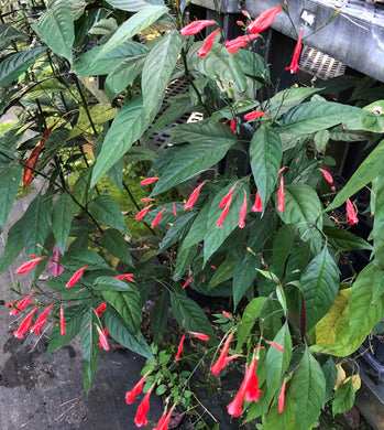 Plants Red Christmas Pride Tropical Monkey Ruellia amoena Pint Plant Southern Flower Garden Southern Flower Garden