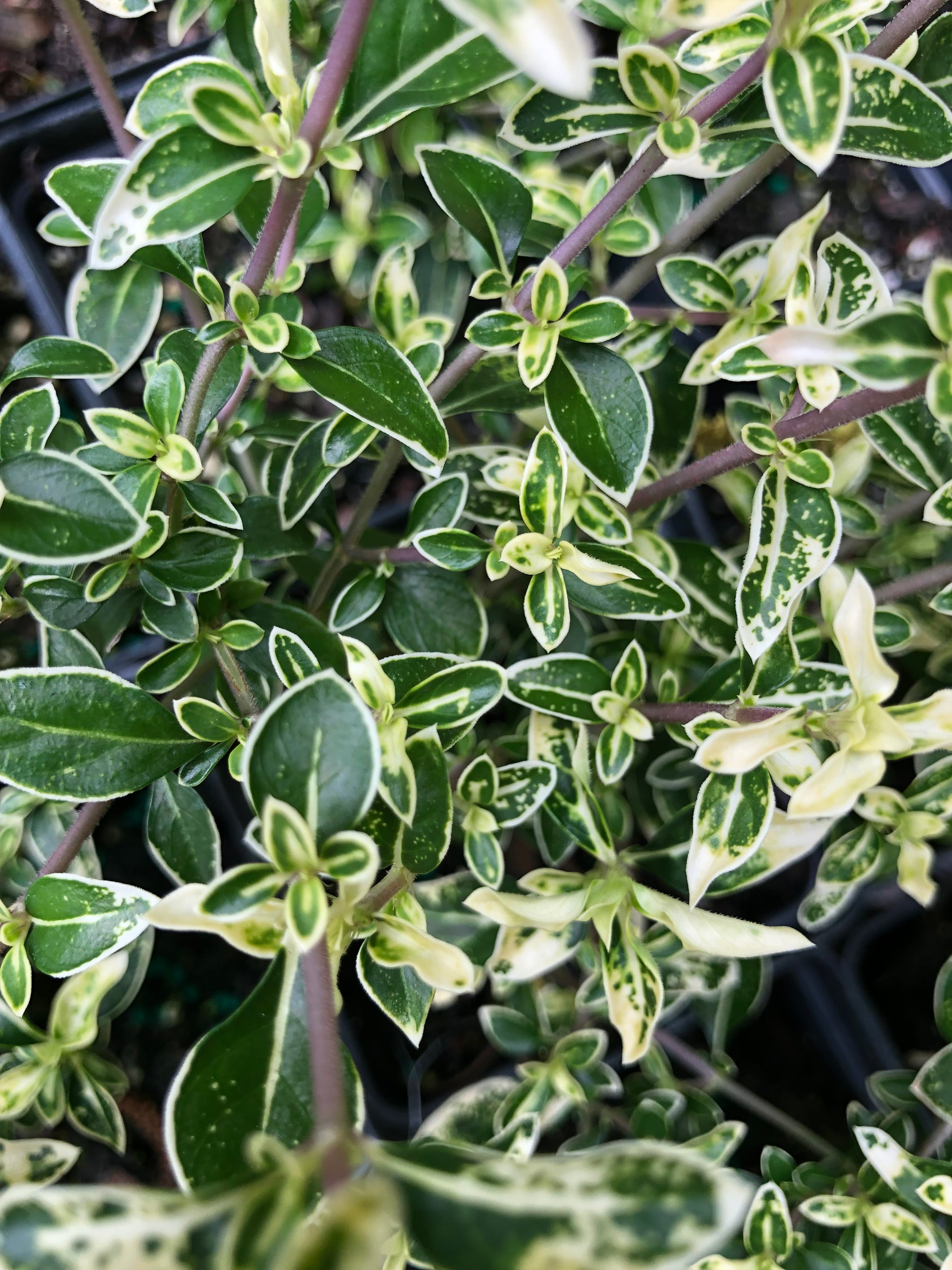 fuji plant Serissa foetida Mt. Fuji Pint Plant – Southern Flower Garden
