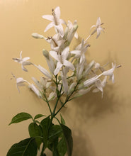 Load image into Gallery viewer, Plants Shrimp White Candles Justicia whitefielda elongata Quart Plant Southern Flower Garden  Southern Flower Garden

