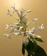 Load image into Gallery viewer, Plants Shrimp White Candles Justicia whitefielda elongata Quart Plant Southern Flower Garden  Southern Flower Garden
