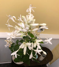 Load image into Gallery viewer, Plants Shrimp White Candles Justicia whitefielda elongata Quart Plant Southern Flower Garden  Southern Flower Garden
