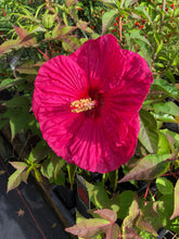 Load image into Gallery viewer, Summer in Paradise Hybrid Hibiscus Quart Plant Southern Flower Garden  Southern Flower Garden
