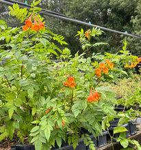 Load image into Gallery viewer, Tecoma stans Orange Jubilee Plant Southern Flower Garden Southern Flower Garden
