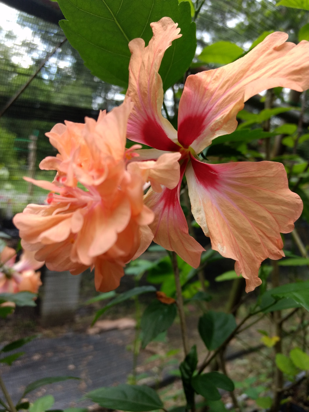 Hibiscus Tequila Sunrise or El Capitola rosa Sinensis Plant Southern Flower Garden  Southern Flower Garden