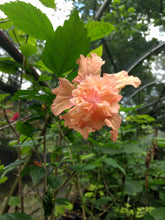 Load image into Gallery viewer, Hibiscus Tequila Sunrise or El Capitola rosa Sinensis Plant Southern Flower Garden  Southern Flower Garden
