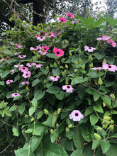 Load image into Gallery viewer, Raspberry Smoothie Black Eyed Susan Vine or Thunbergia alata pint plant Southern Flower Garden  Southern Flower Garden
