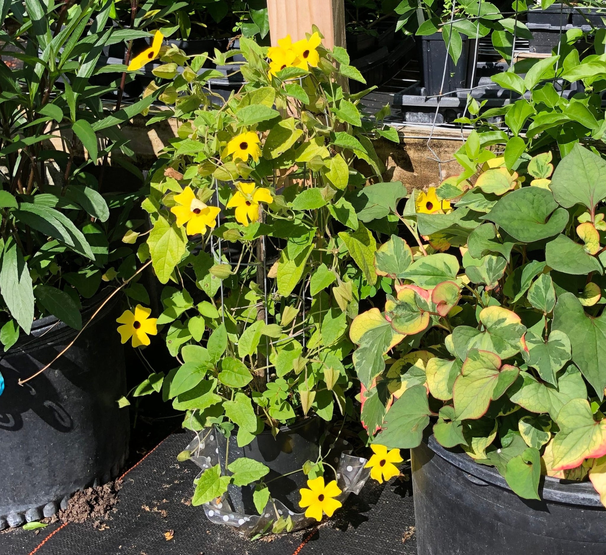 Thunbergia alata Sun Lady Black Eyed Susan Vine Pint Plant – Southern  Flower Garden