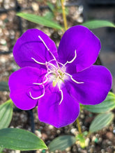 Load image into Gallery viewer, Dwarf Princess Flower Tibouchina Lepidota Pint Plant Southern Flower Garden  Southern Flower Garden
