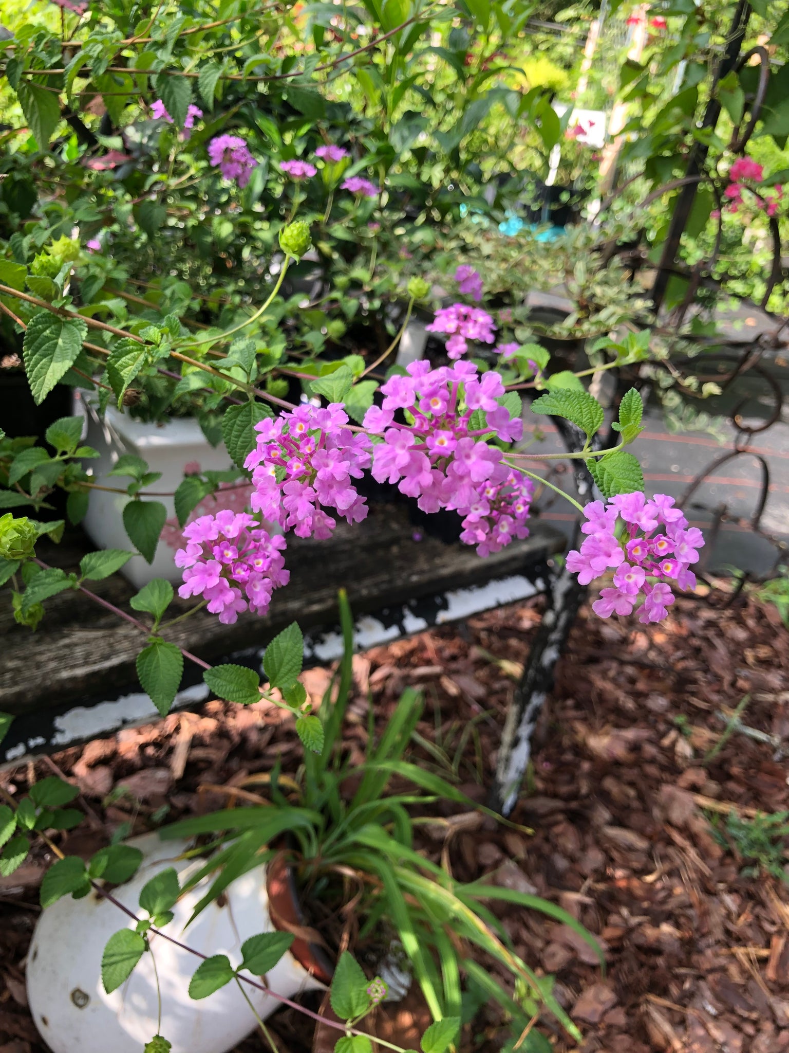 trailing lavender plants Lantana Trailing Lavender Pint Plant