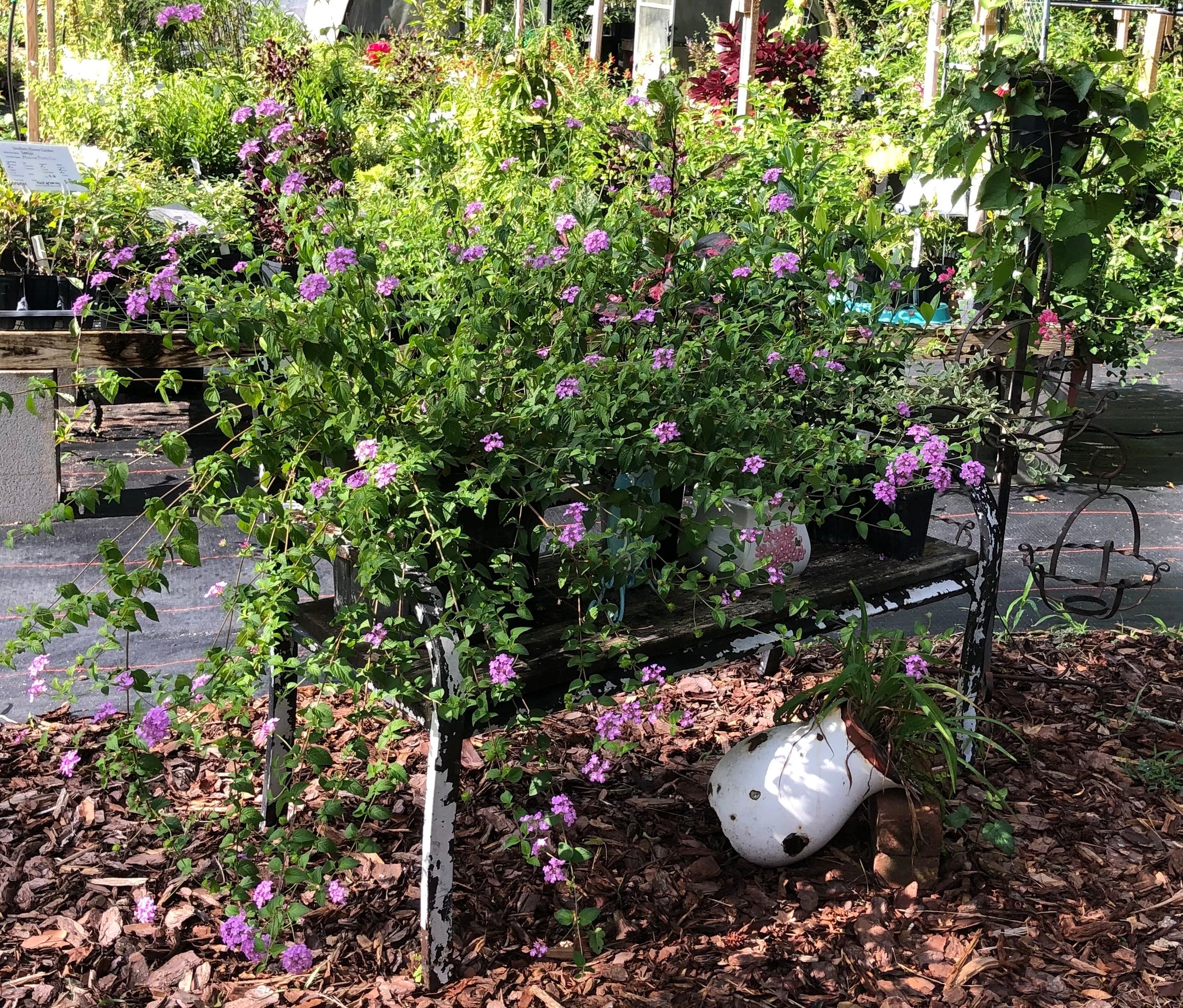 trailing lavender plants Lantana Trailing Lavender Pint Plant – Southern Flower Garden