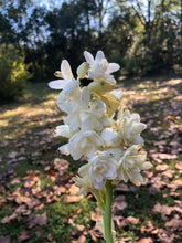 Load image into Gallery viewer, Plants Polianthes Tuberose fragrant Double White, The Pearl Starter Plant Southern Flower Garden  Southern Flower Garden
