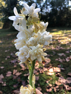 Plants Polianthes Tuberose fragrant Double White, The Pearl Starter Plant Southern Flower Garden  Southern Flower Garden