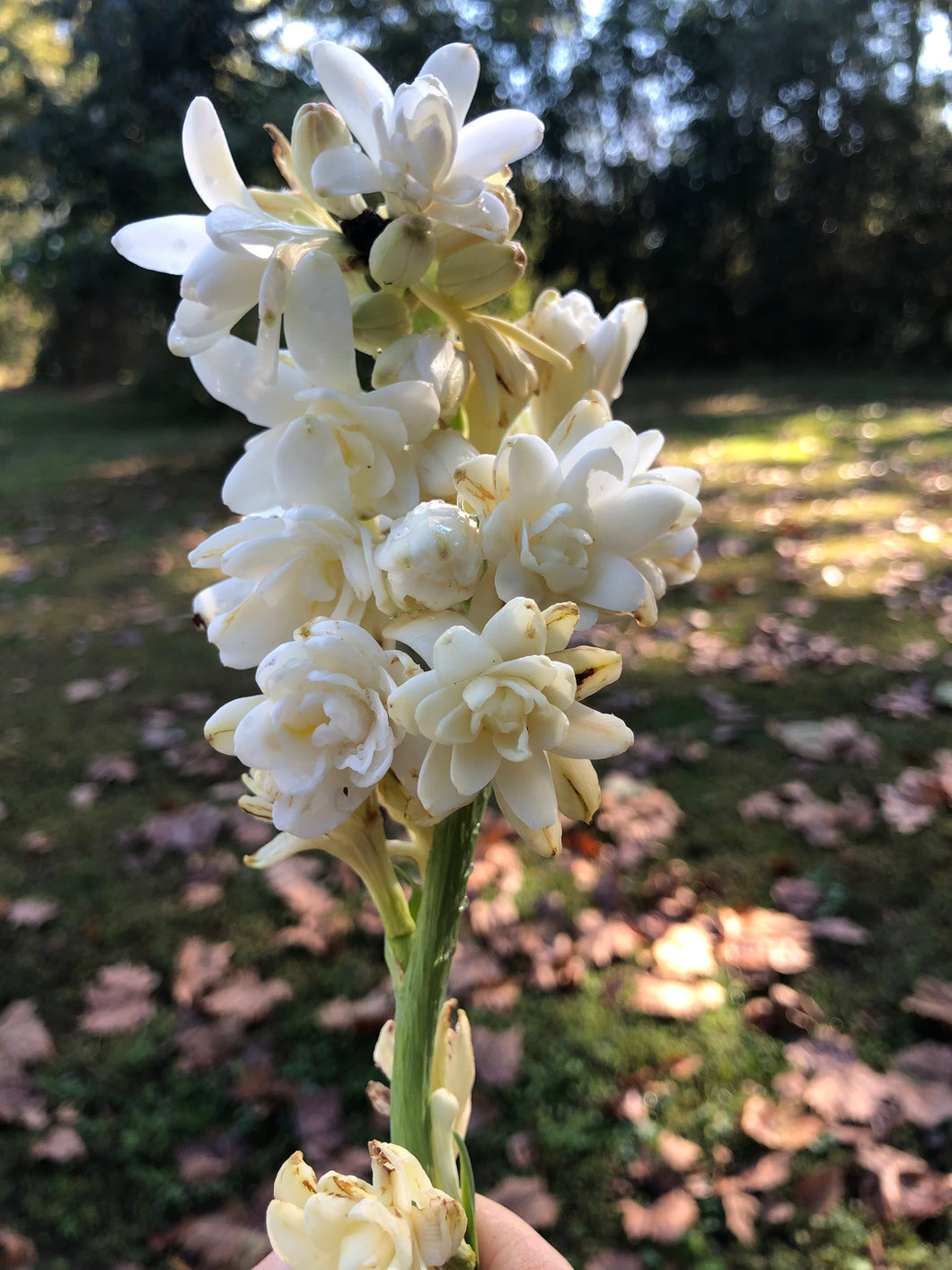 Plants Polianthes Tuberose fragrant Double White, The Pearl Starter Plant Southern Flower Garden  Southern Flower Garden