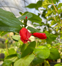 Load image into Gallery viewer, Red Turks Cap or Malvaviscus arboreus v drummondii Pint Plant Southern Flower Garden  Southern Flower Garden

