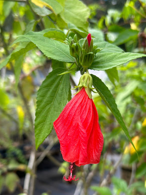 Red Turks Cap or Malvaviscus arboreus v drummondii Quart Plant Southern Flower Garden Southern Flower Garden