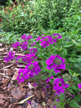 Load image into Gallery viewer, Verbena canadensis Homestead Purple pint plant Southern Flower Garden  Southern Flower Garden
