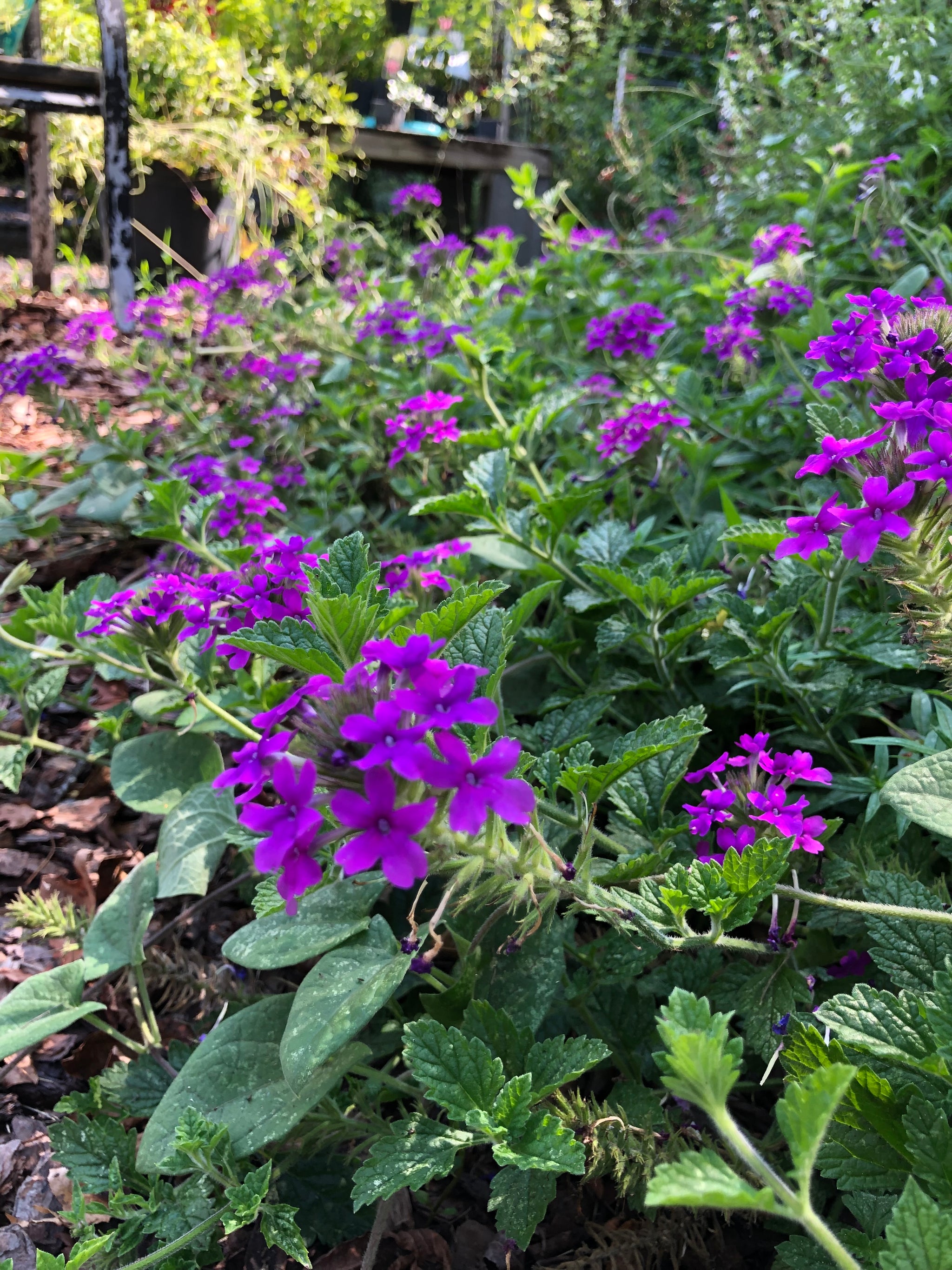 Verbena canadensis Homestead Purple pint plant