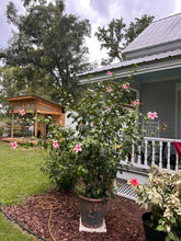 Load image into Gallery viewer, Hibiscus Weeping Albo Lacinatus Tropical Hibiscus quart plant Southern Flower Garden Southern Flower Garden
