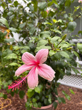 Load image into Gallery viewer, Hibiscus Weeping Albo Lacinatus Tropical Hibiscus quart plant Southern Flower Garden Southern Flower Garden
