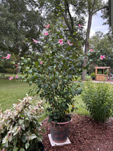 Load image into Gallery viewer, Hibiscus Weeping Albo Lacinatus Tropical Hibiscus quart plant Southern Flower Garden Southern Flower Garden
