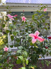 Load image into Gallery viewer, Hibiscus Weeping Albo Lacinatus Tropical Hibiscus quart plant Southern Flower Garden Southern Flower Garden
