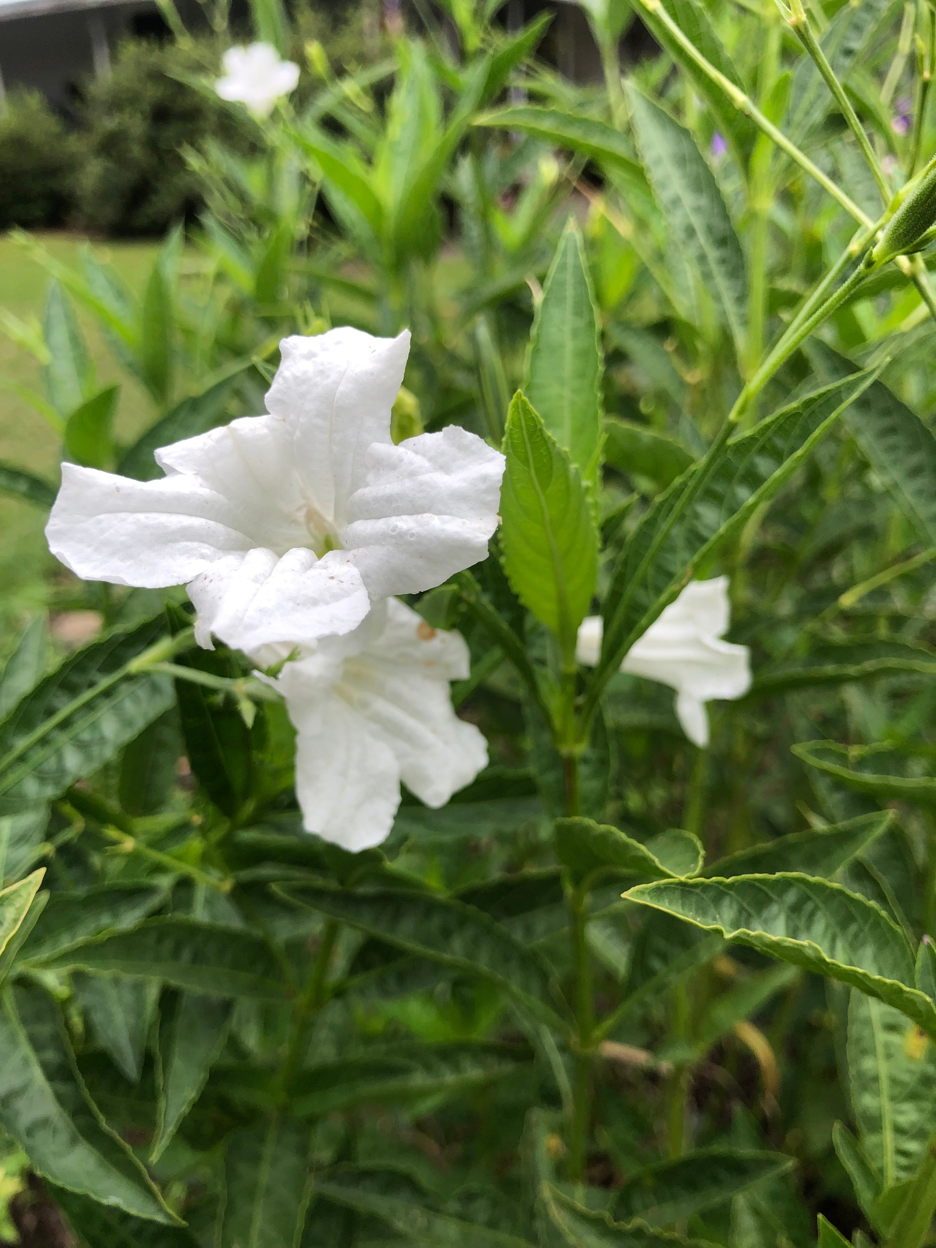 Ruellia metziae White Wild Petunia Quart Plant – Southern Flower Garden