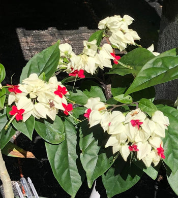 White Bleeding Heart Vine or Clerodendrum thomsoniae Pint Plant Southern Flower Garden  Southern Flower Garden