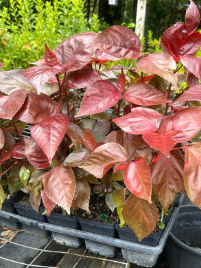 Acalypha Wilkesiana Acalypha 'Louisiana Red' Pint Plant Southern Flower Garden  Southern Flower Garden