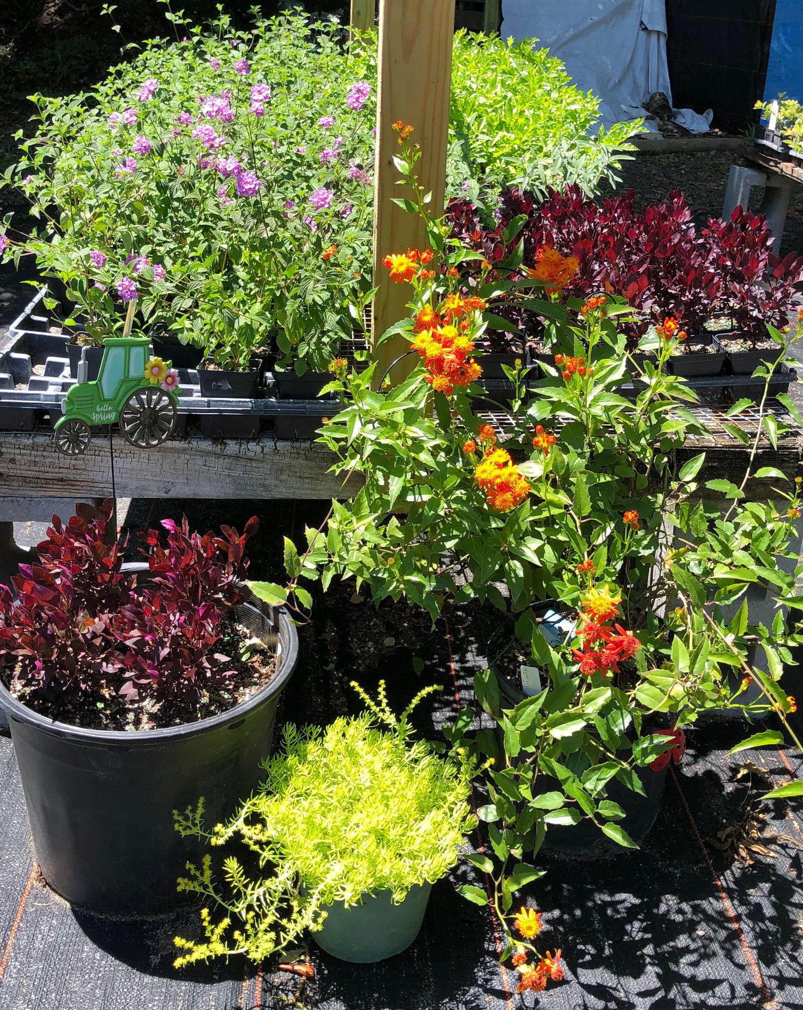 ruby red plant pot Alternanthera Ruby Red Joseph's coat or Parrot Leaf pint plant