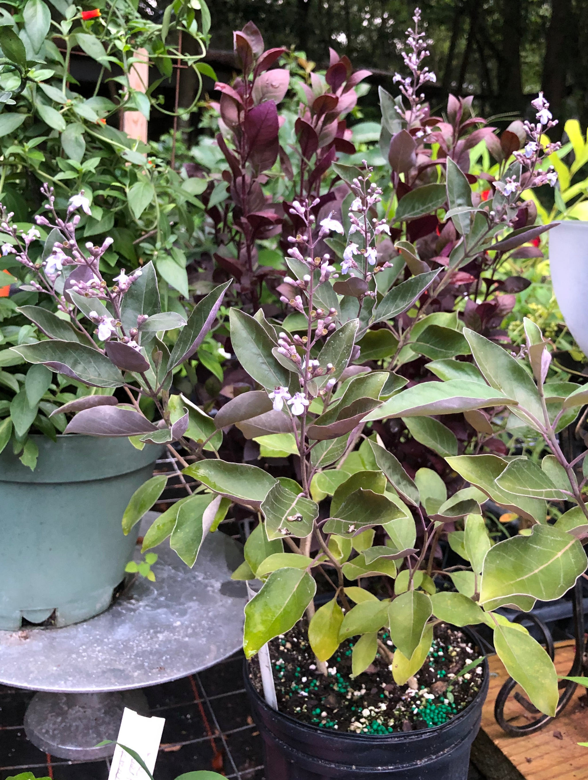 lilac house plant Arabian Lilac or Vitex trifolia f. purpurea 'Fascination' plant