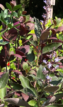 Load image into Gallery viewer, Arabian Lilac or Vitex trifolia f. purpurea  &#39;Fascination&#39; plant Southern Flower Garden  Southern Flower Garden
