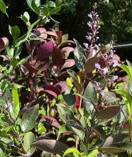 Load image into Gallery viewer, Arabian Lilac or Vitex trifolia f. purpurea  &#39;Fascination&#39; plant Southern Flower Garden  Southern Flower Garden
