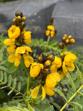 Load image into Gallery viewer, Popcorn Tree Senna didymobotrya or Popcorn Cassia Pint Plant Southern Flower Garden  Southern Flower Garden
