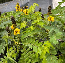 Load image into Gallery viewer, Popcorn Tree Senna didymobotrya or Popcorn Cassia Pint Plant Southern Flower Garden  Southern Flower Garden
