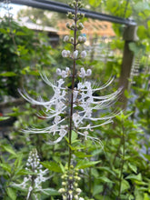 Load image into Gallery viewer, Cat Whiskers White or Orthosiphon Stameneus Java Tea Quart Plant Southern Flower Garden  Southern Flower Garden
