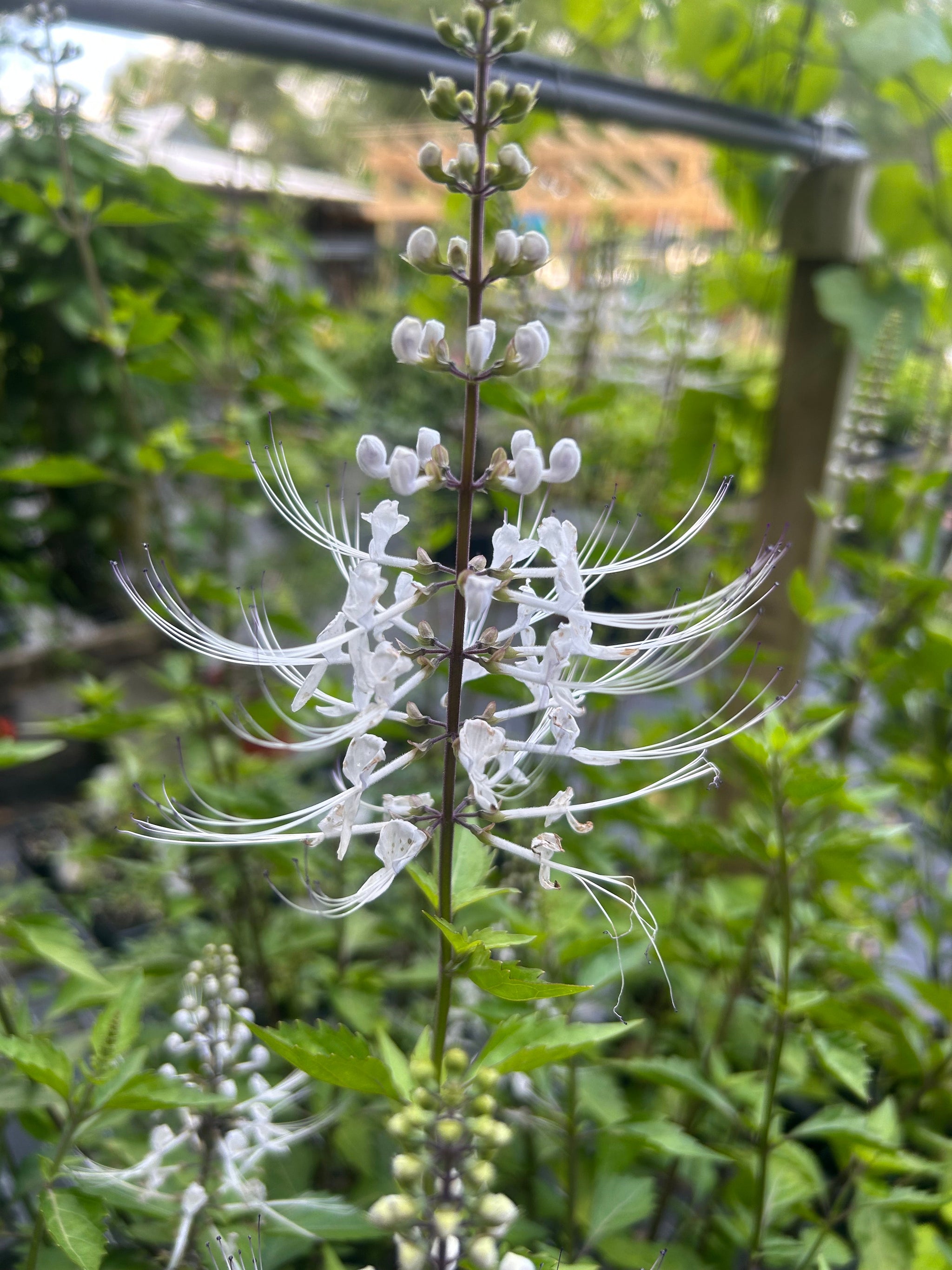 Cat Whiskers White or Orthosiphon Stameneus Java Tea Quart Plant
