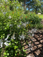 Load image into Gallery viewer, Cat Whiskers White or Orthosiphon Stameneus Java Tea Quart Plant Southern Flower Garden  Southern Flower Garden
