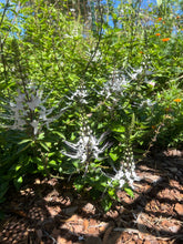 Load image into Gallery viewer, Cat Whiskers White or Orthosiphon Stameneus Java Tea Quart Plant Southern Flower Garden  Southern Flower Garden
