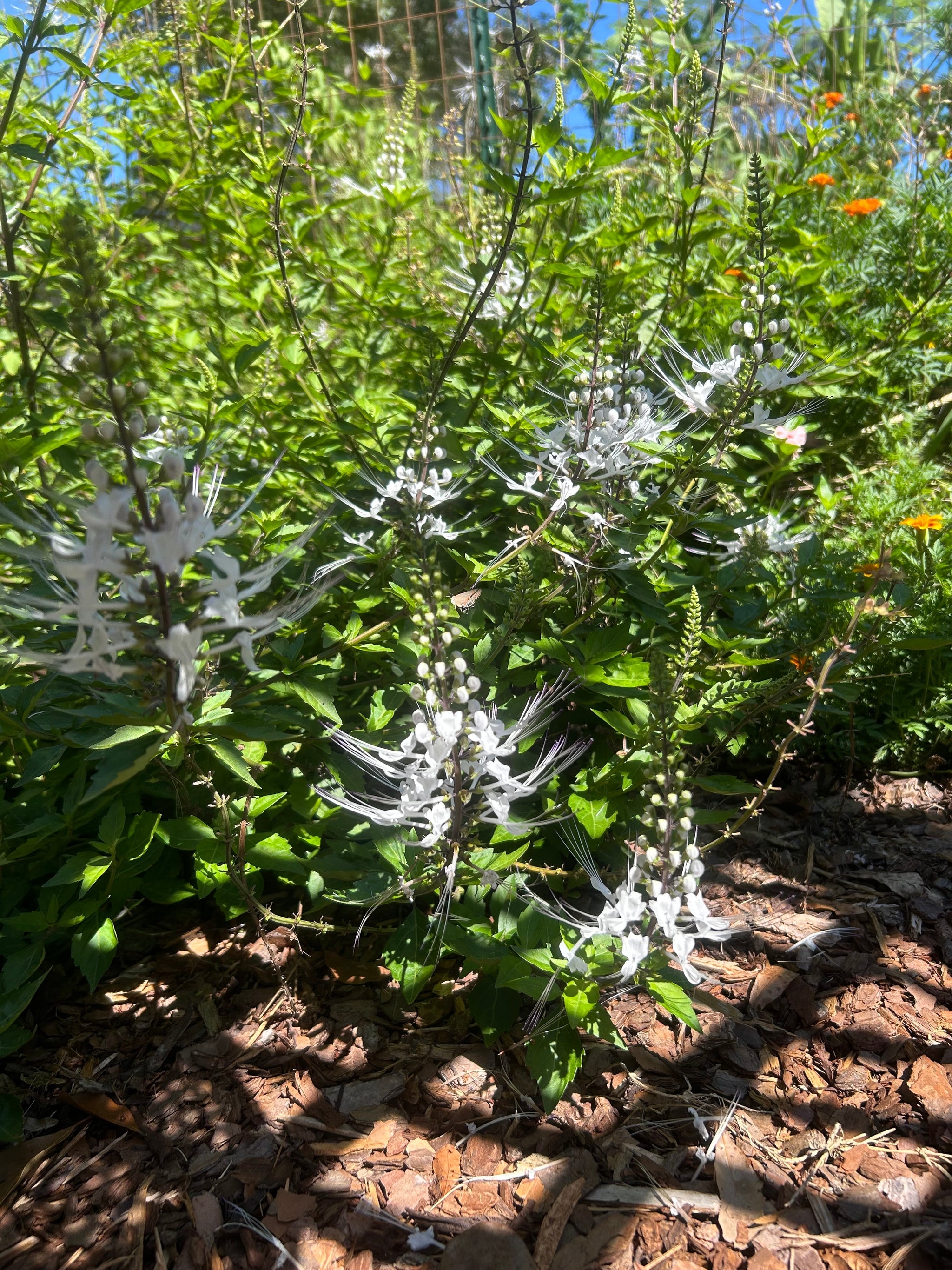 Cat Whiskers White or Orthosiphon Stameneus Java Tea Quart Plant – Southern  Flower Garden